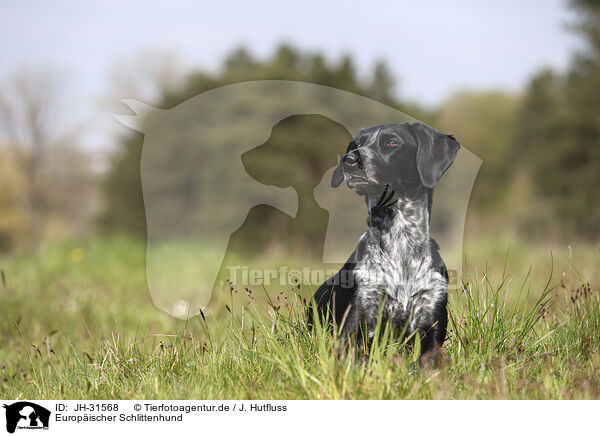 Europischer Schlittenhund / JH-31568
