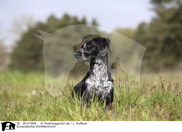 Europischer Schlittenhund / Scandinavian Hound / JH-31569