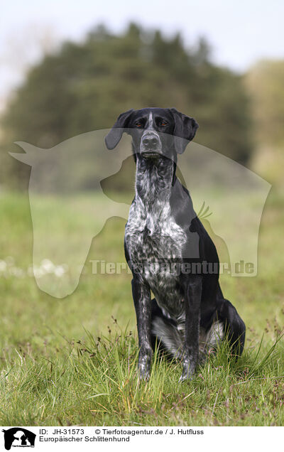 Europischer Schlittenhund / JH-31573