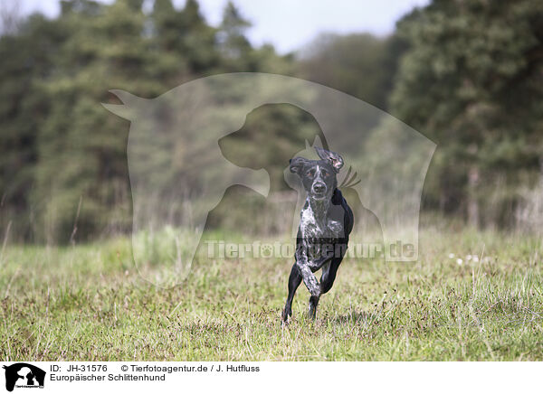 Europischer Schlittenhund / JH-31576
