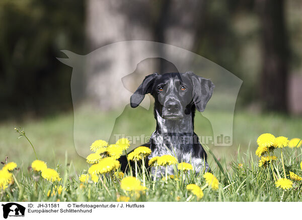 Europischer Schlittenhund / Scandinavian Hound / JH-31581