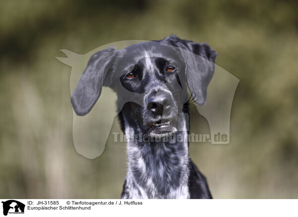 Europischer Schlittenhund / Scandinavian Hound / JH-31585