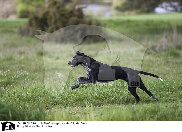 Europischer Schlittenhund / Scandinavian Hound / JH-31586