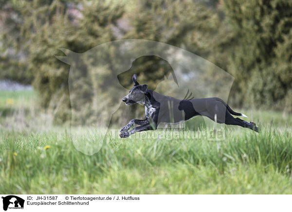 Europ�ischer Schlittenhund / Scandinavian Hound / JH-31587