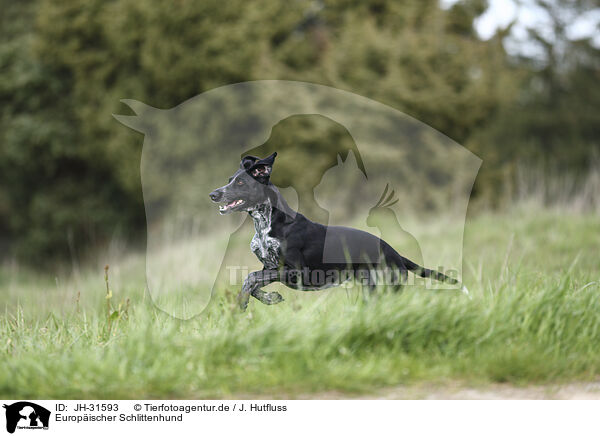 Europischer Schlittenhund / Scandinavian Hound / JH-31593