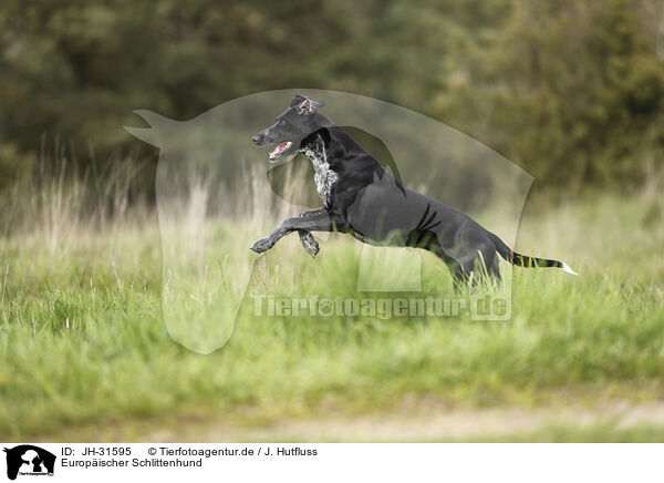 Europischer Schlittenhund / Scandinavian Hound / JH-31595