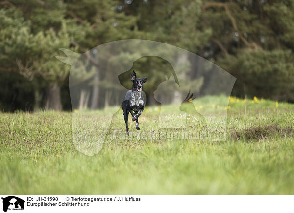 Europischer Schlittenhund / Scandinavian Hound / JH-31598