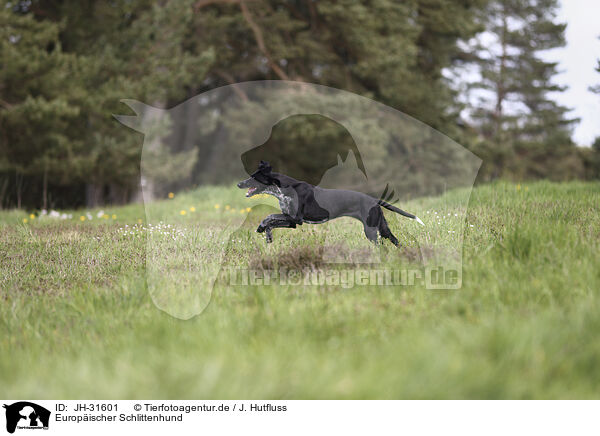 Europischer Schlittenhund / JH-31601