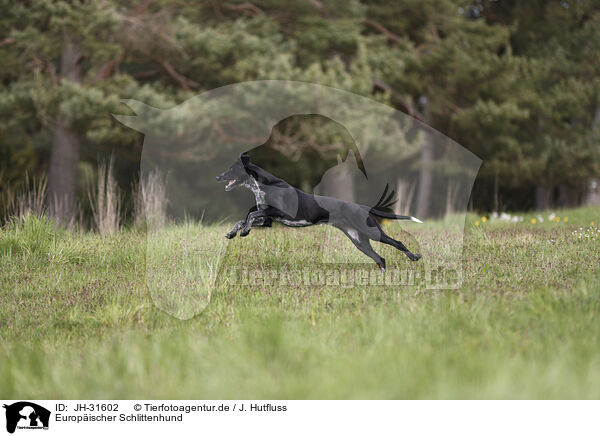 Europischer Schlittenhund / Scandinavian Hound / JH-31602