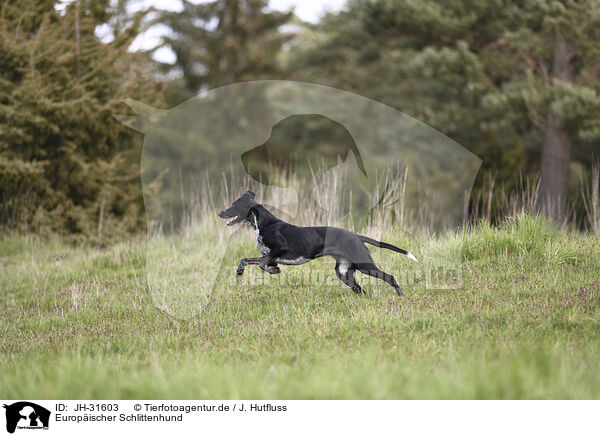 Europischer Schlittenhund / Scandinavian Hound / JH-31603