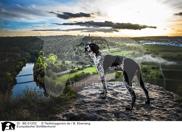 Europischer Schlittenhund / BE-01252