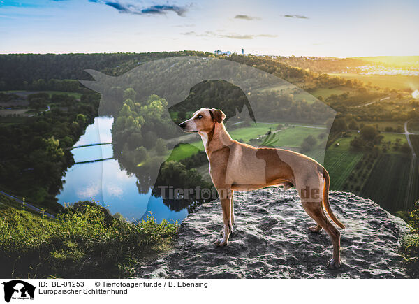Europischer Schlittenhund / German Trailhound / BE-01253