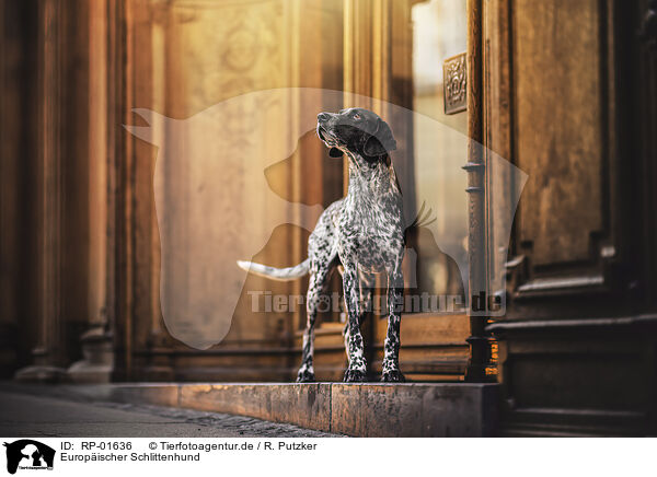 Europ�ischer Schlittenhund / Scandinavian Hound / RP-01636