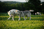 spielende Hunde