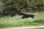 Europischer Schlittenhund