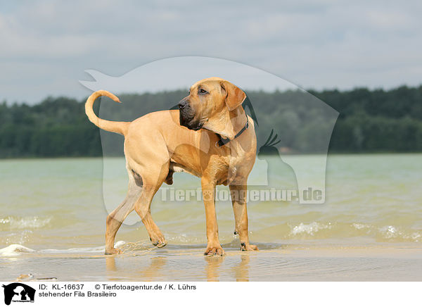 stehender Fila Brasileiro / standing Fila Brasileiro / KL-16637