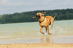 spielender Fila Brasileiro