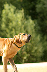 Fila Brasileiro