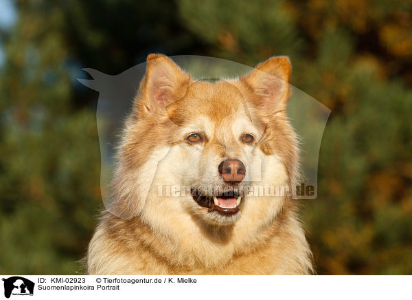 Suomenlapinkoira Portrait / KMI-02923