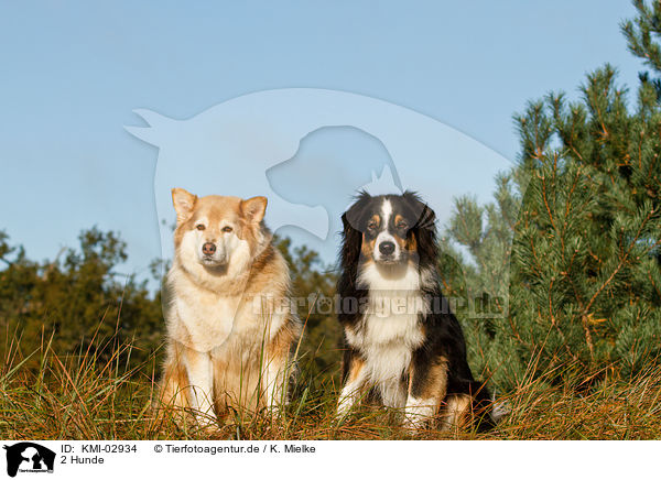2 Hunde / 2 dogs / KMI-02934