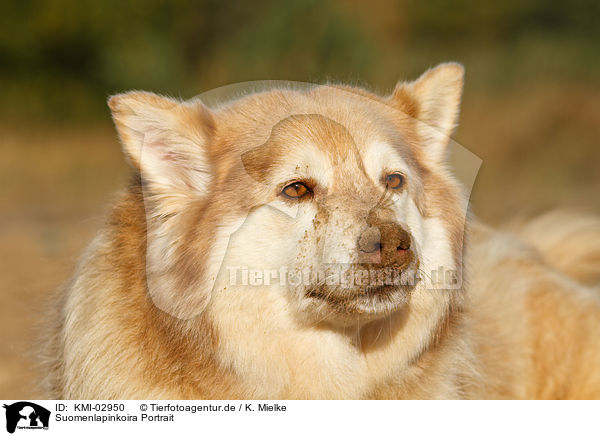 Suomenlapinkoira Portrait / KMI-02950