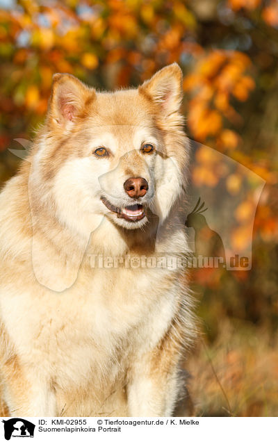 Suomenlapinkoira Portrait / KMI-02955