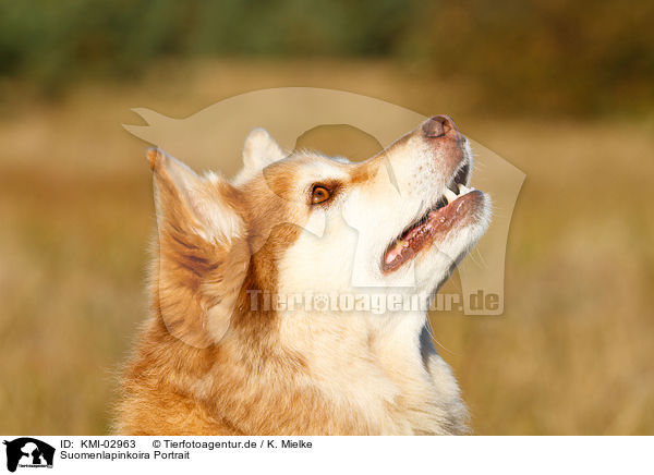 Suomenlapinkoira Portrait / Suomenlapinkoira Portrait / KMI-02963