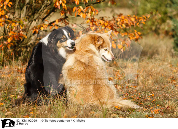 2 Hunde / 2 dogs / KMI-02969