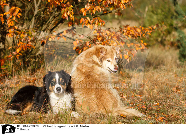 2 Hunde / 2 dogs / KMI-02970