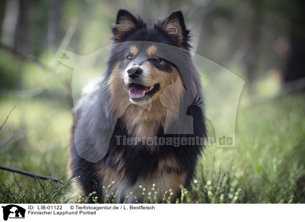 Finnischer Lapphund Portrait / Finnish Lapphund portrait / LIB-01122
