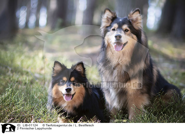 2 Finnischer Lapphunde / 2 Finnish Lapphund / LIB-01124