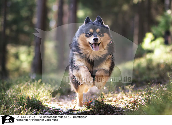 rennender Finnischer Lapphund / LIB-01125
