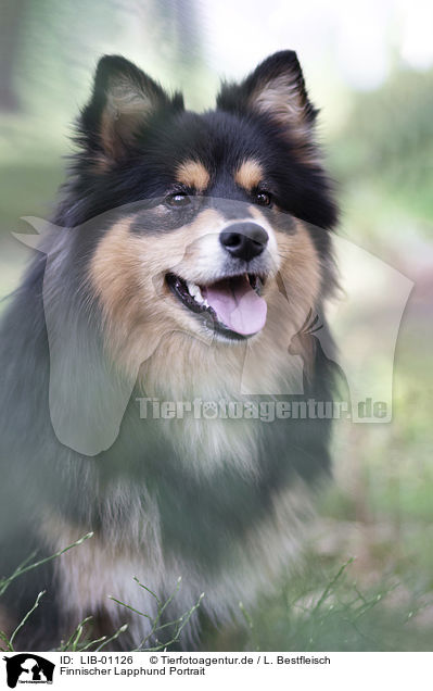 Finnischer Lapphund Portrait / LIB-01126
