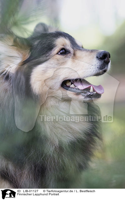 Finnischer Lapphund Portrait / LIB-01127