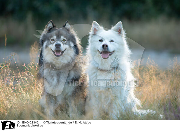 Suomenlapinkoiras / Finnish Reindeer Herders / EHO-02342