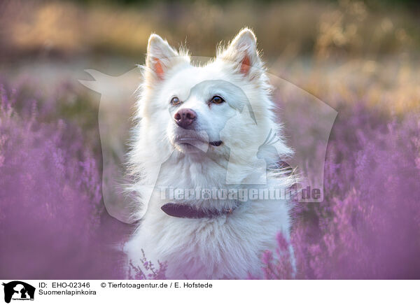 Suomenlapinkoira / Finnish Reindeer Herder / EHO-02346