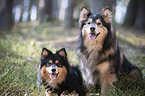 2 Finnischer Lapphunde