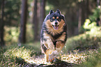 rennender Finnischer Lapphund
