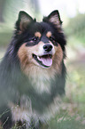 Finnischer Lapphund Portrait