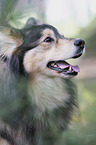 Finnischer Lapphund Portrait