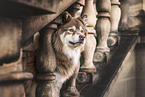 Finnischer Lapphund