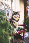 Finnischer Lapphund