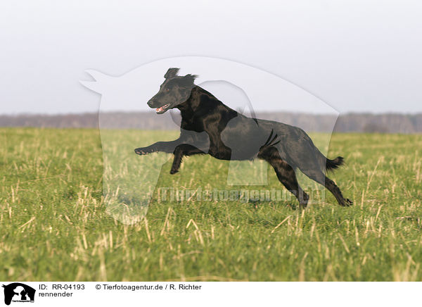 rennender / running Flat Coated Retriever / RR-04193