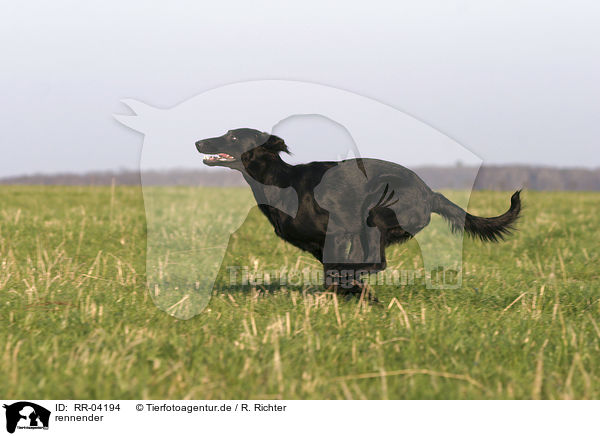 rennender / running Flat Coated Retriever / RR-04194