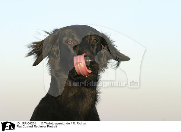 Flat Coated Retriever Portrait / Flat Coated Retriever Portrait / RR-04201