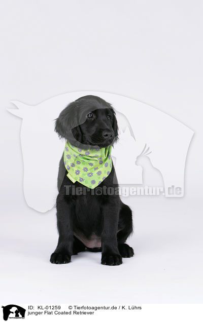 junger Flat Coated Retriever / young Flat Coated Retriever / KL-01259