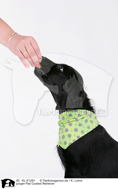 junger Flat Coated Retriever / young Flat Coated Retriever / KL-01261