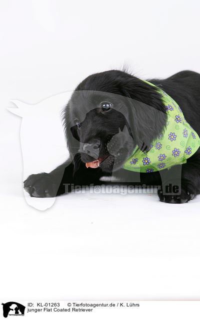 junger Flat Coated Retriever / young Flat Coated Retriever / KL-01263