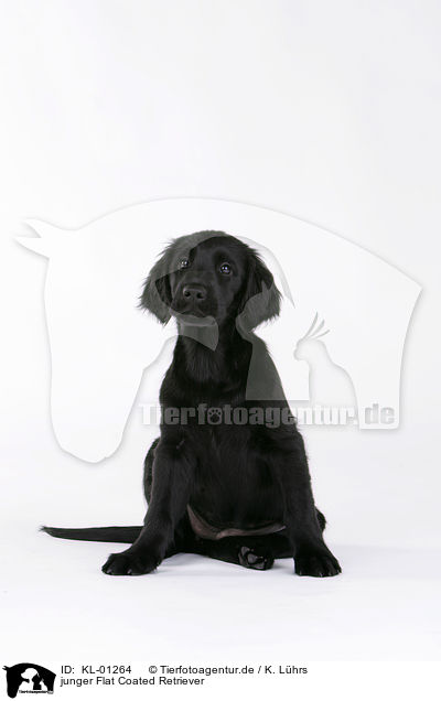 junger Flat Coated Retriever / young Flat Coated Retriever / KL-01264