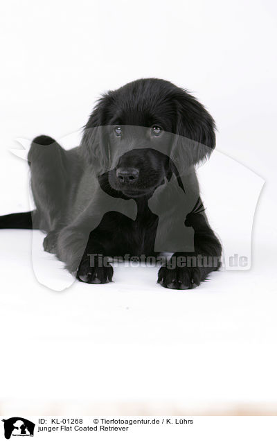 junger Flat Coated Retriever / young Flat Coated Retriever / KL-01268